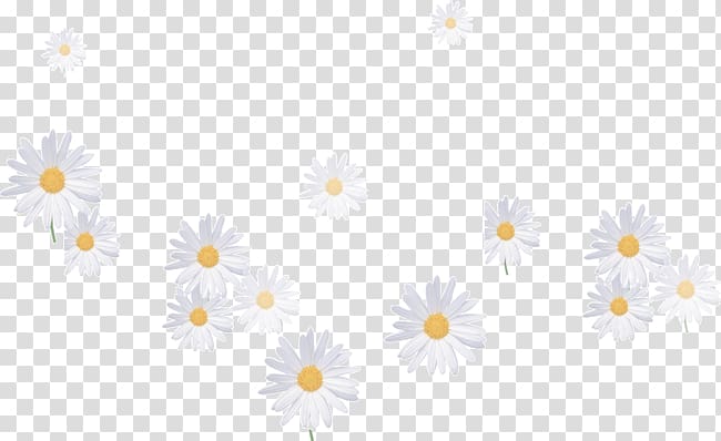 daisy dividing line transparent background PNG clipart