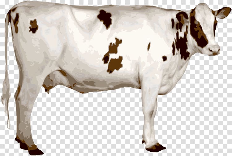 Holstein Friesian cattle Ongole cattle Texas Longhorn Jersey cattle Dairy cattle, a cow transparent background PNG clipart