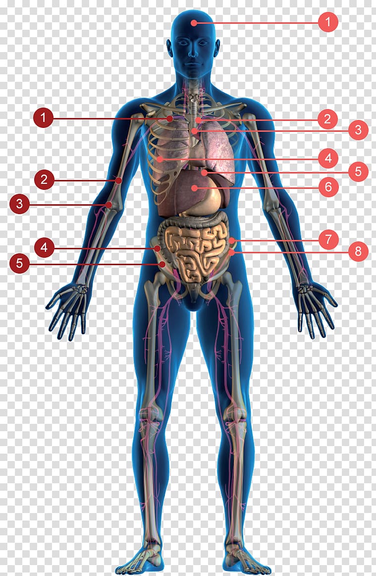 Antioxidant Colon cleansing Human body Health Medicine, sange transparent background PNG clipart