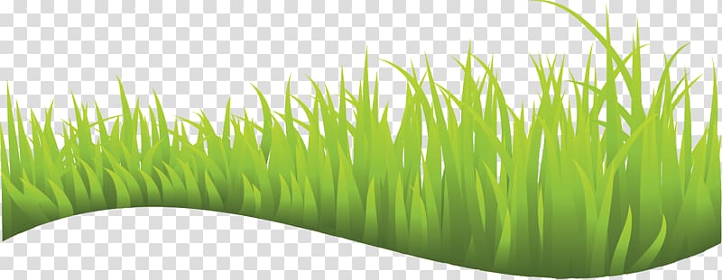 Wheatgrass Vetiver Commodity Lawn Plant stem, grass transparent background PNG clipart