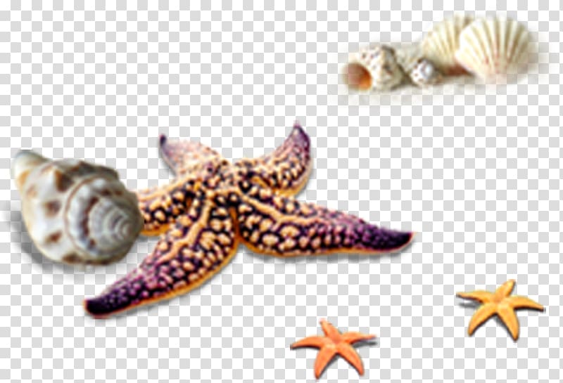 Seashell Euclidean Computer file, Starfish conch tropical beach elements transparent background PNG clipart