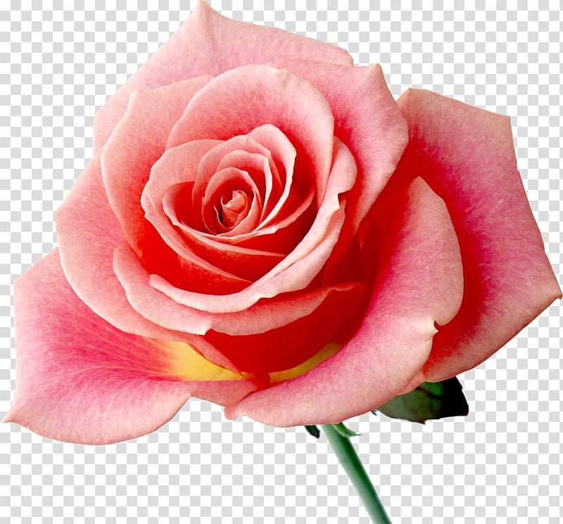 Rainbow rose Flower Desktop , rose transparent background PNG clipart