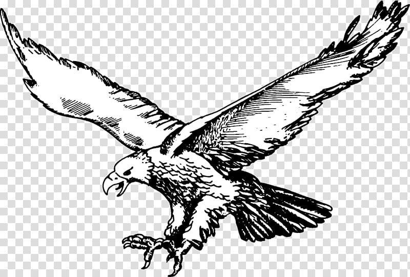 Bald Eagle National Secondary School Hahn Air Base Philadelphia Eagles Basketball Philippine Eagle Transparent Background Png Clipart Hiclipart