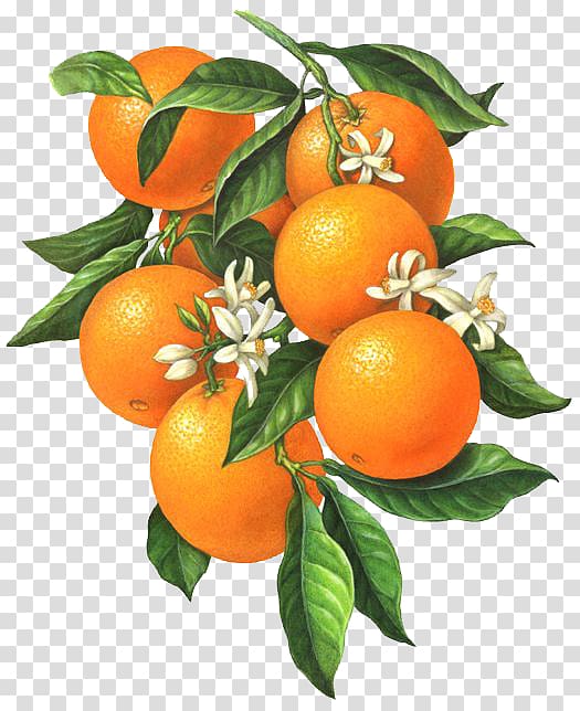 bunch of orange , Citrus xd7 sinensis Orange blossom Botanical illustration Illustration, Small white flowers of the orange fruit transparent background PNG clipart