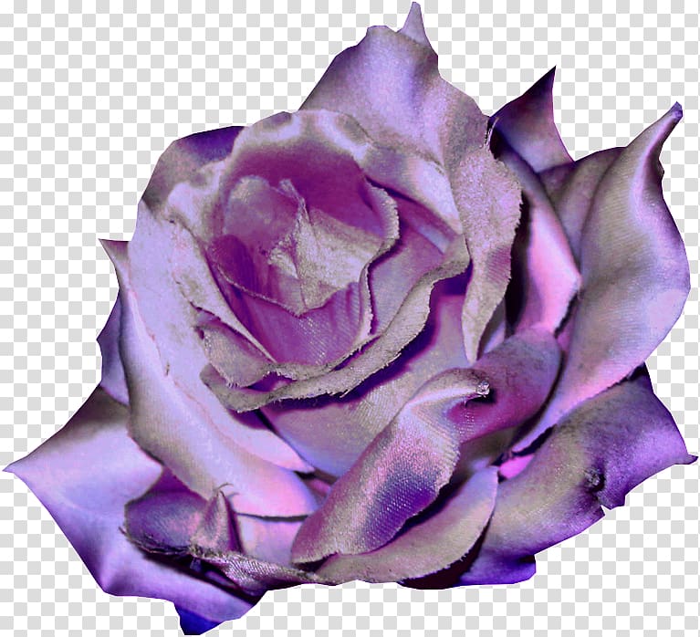 Garden roses Violet Flower , violet transparent background PNG clipart