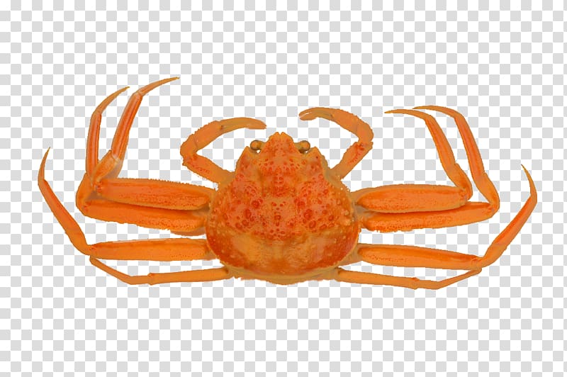 Snow crab Fukui Prefecture Red king crab Chionoecetes japonicus, Crabs transparent background PNG clipart