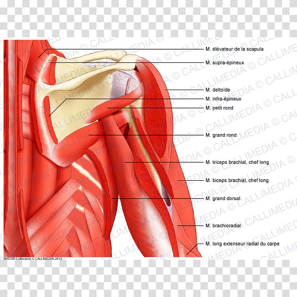 Posterior triangle of the neck Muscle Anterior triangle of the neck Shoulder Head and neck anatomy, others transparent background PNG clipart