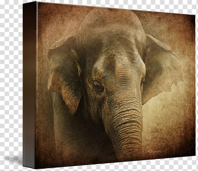 Indian elephant African elephant Gallery wrap Canvas Wildlife, creases transparent background PNG clipart
