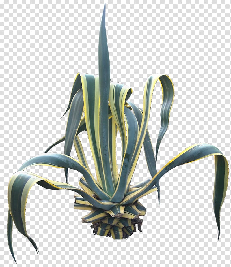 Agave angustifolia Centuryplant Succulent plant, succulent transparent background PNG clipart