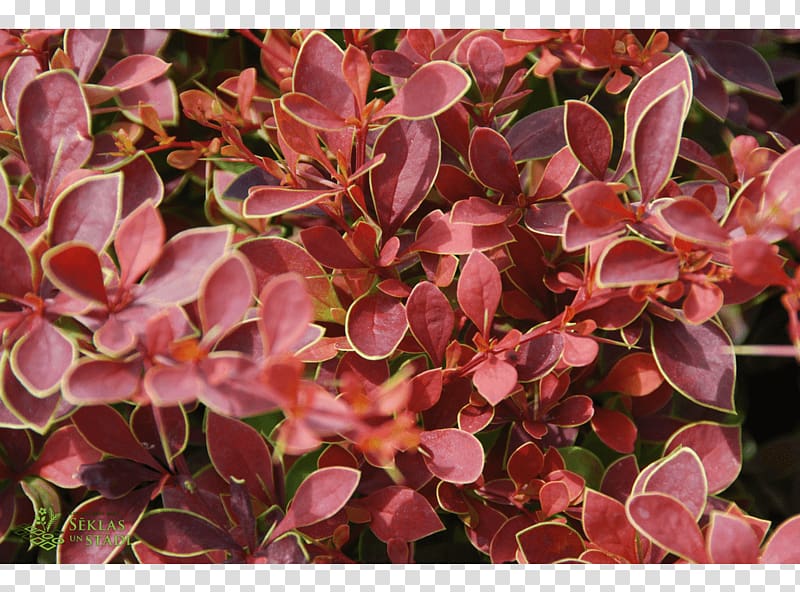 Barberry Groundcover, others transparent background PNG clipart