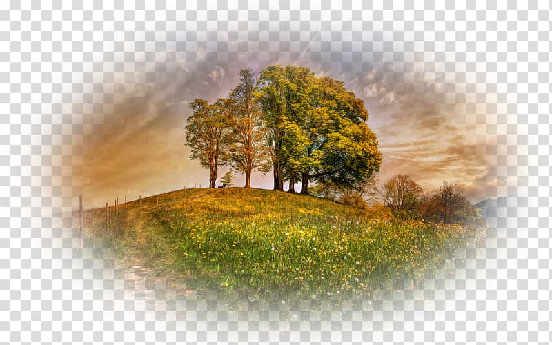 Desktop Tree Nature story Landscape Switzerland, tree transparent background PNG clipart