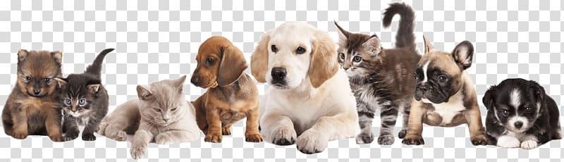 puppies and kittens, Puppy Pet sitting Dog Kitten, pets transparent background PNG clipart