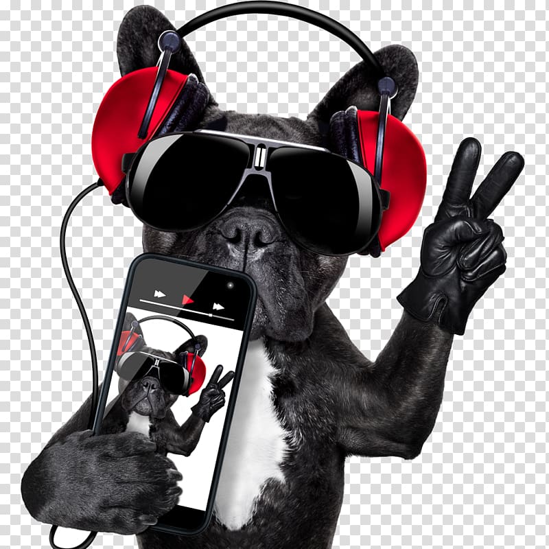 black and white Boston terrier, Dog Microphone Disc jockey , Dog holding a cell phone transparent background PNG clipart