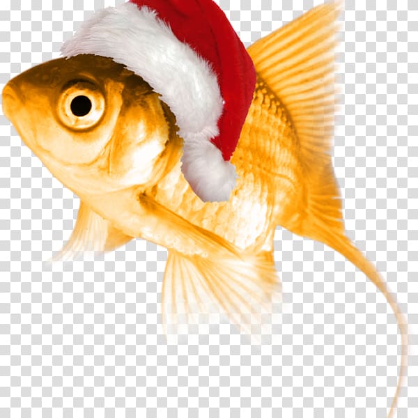 Goldfish The normal personality Thought, cat in the hat fish transparent background PNG clipart