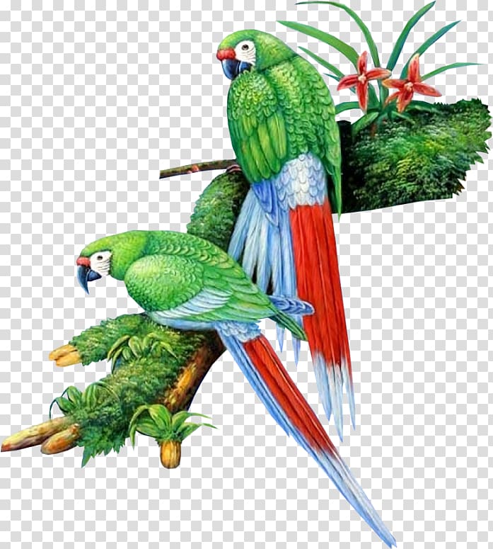 two green parrots on branch lovebird parrot cygnini hand painted watercolor green parrot transparent background png clipart hiclipart two green parrots on branch lovebird