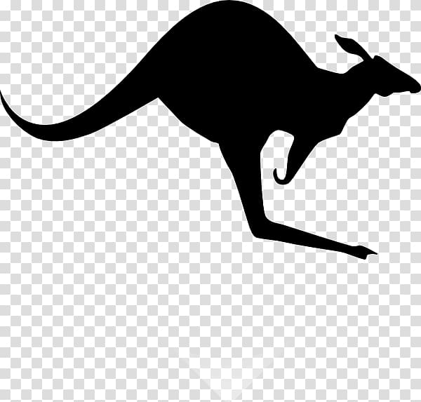 Koala Red kangaroo , Kangaroos transparent background PNG clipart