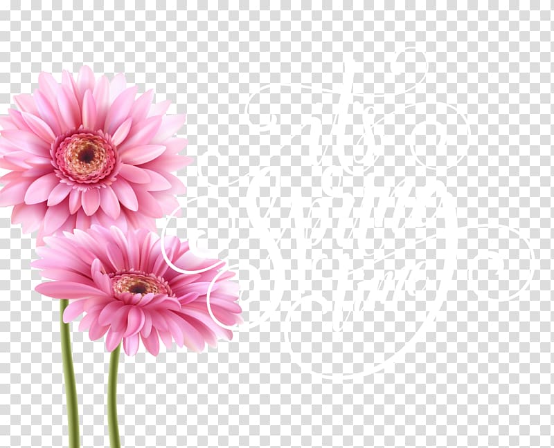 Greeting card Birthday Teachers Day Illustration, Pink chrysanthemum transparent background PNG clipart