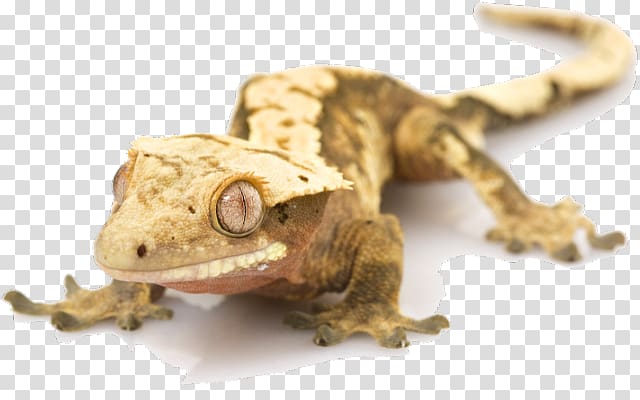 Crested gecko Lizard , lizard transparent background PNG clipart