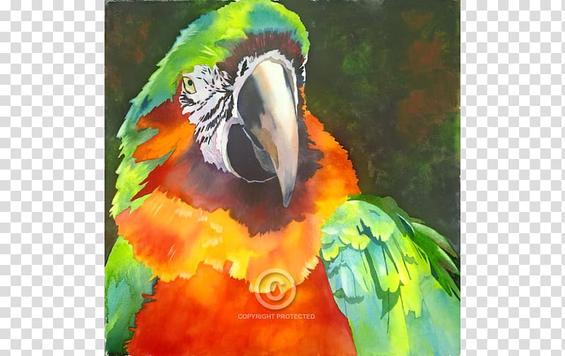 Watercolor painting Anne Abgott Water Colors Macaw, painting transparent background PNG clipart