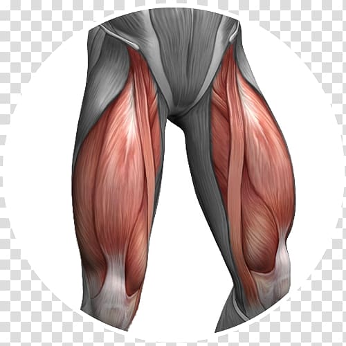 Quadriceps femoris muscle Femur Anterior cruciate ligament Joint, hack transparent background PNG clipart