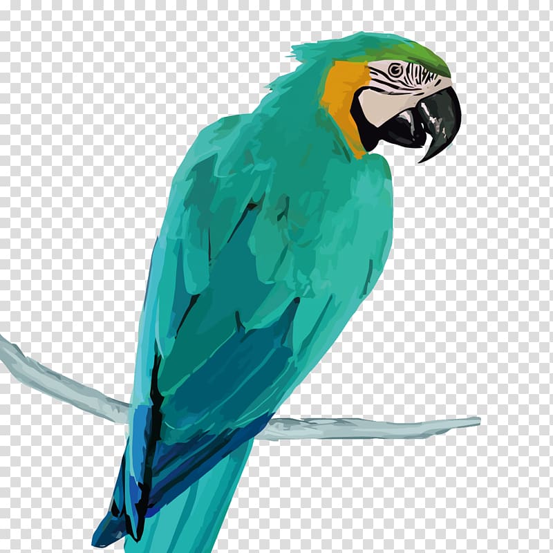 green parakeet illustration, Amazon parrot Macaw, Parrot transparent background PNG clipart