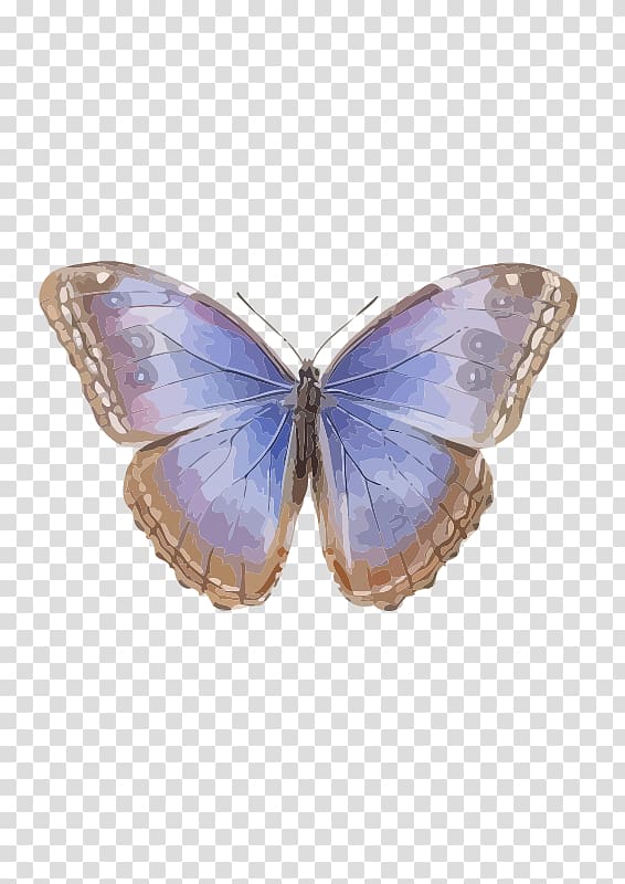 Brush-footed butterflies Butterfly Common blue morpho Menelaus blue morpho, Morpho Menelaus transparent background PNG clipart