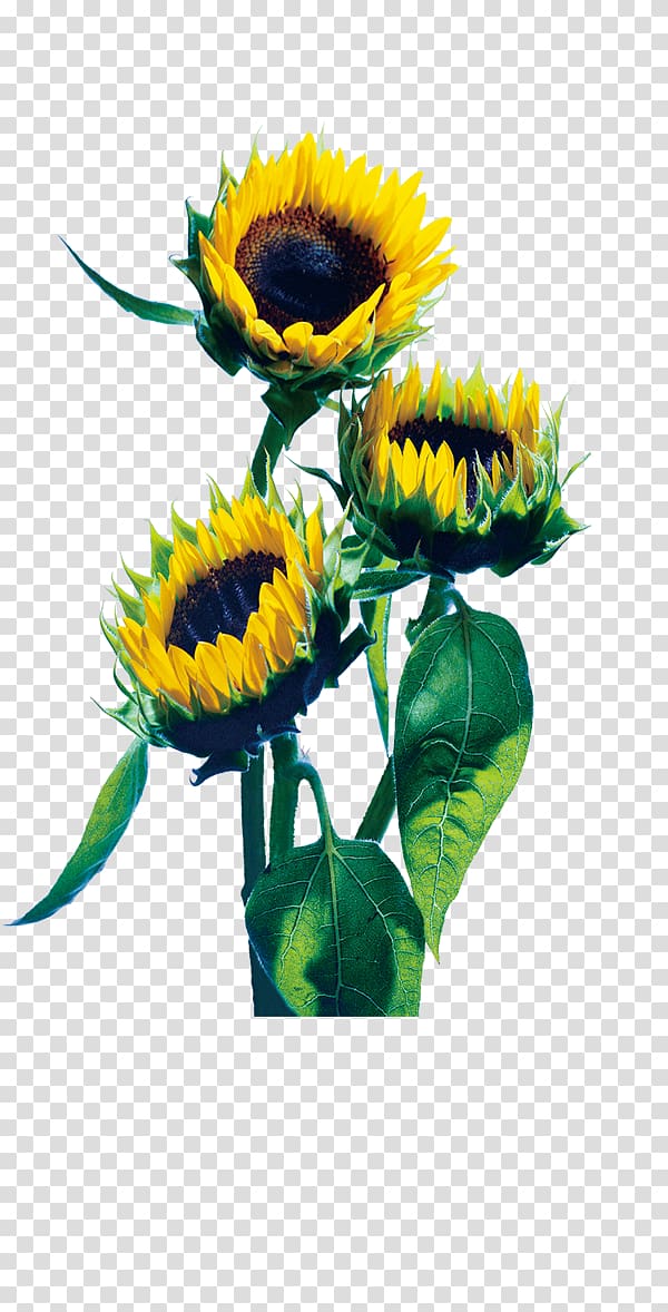 Red Common sunflower , sunflower transparent background PNG clipart