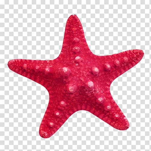 red starfish transparent background PNG clipart
