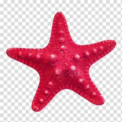 Starfish , Red starfish transparent background PNG clipart