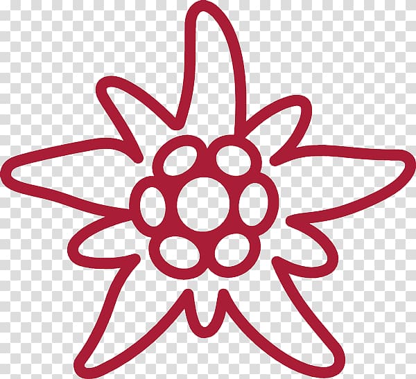 Edelweiss transparent background PNG clipart