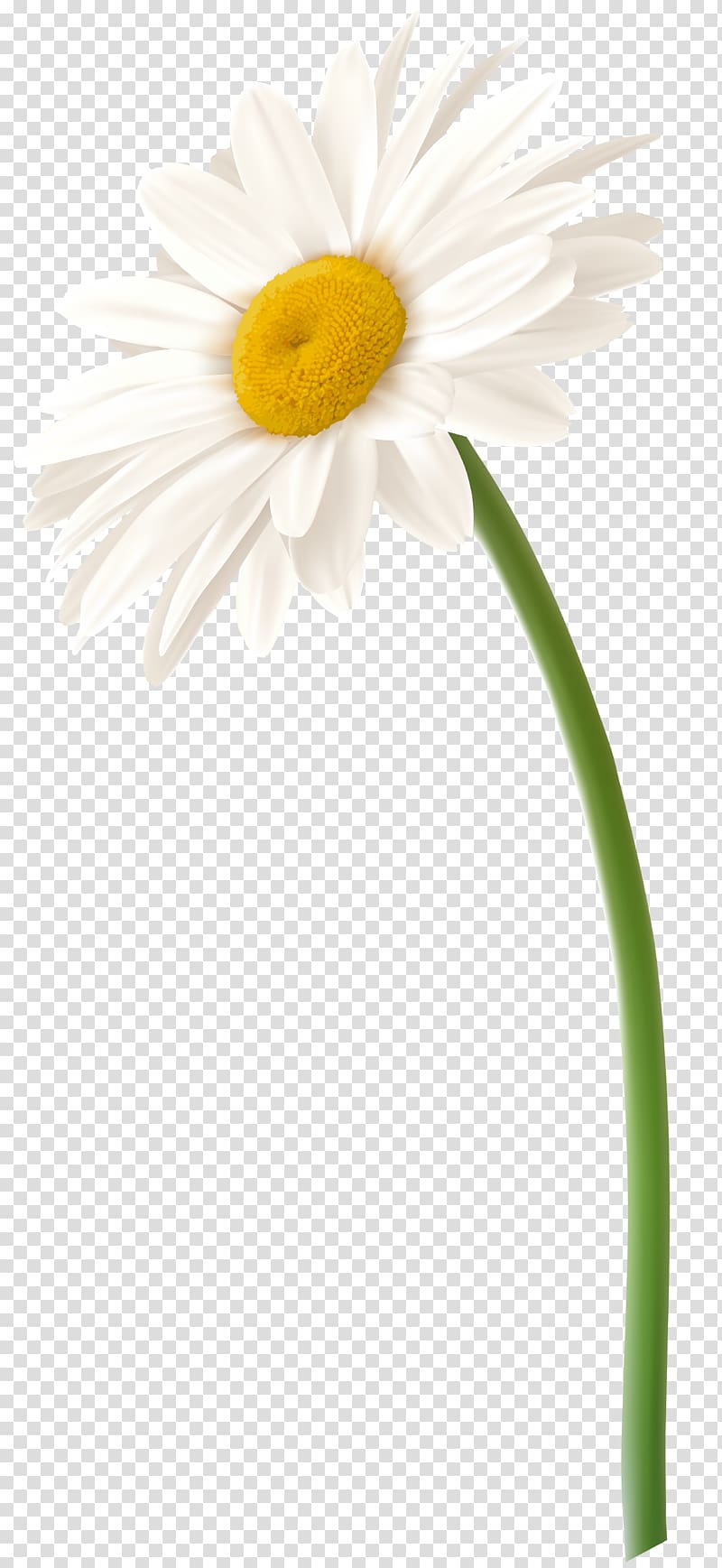 ox-eyed daisy, Roman chamomile Flower Oxeye daisy Daisy family Transvaal daisy, chamomile transparent background PNG clipart