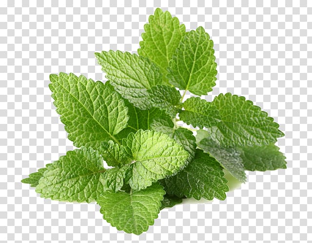 Herb Flavor Leaf vegetable Food Peppermint, achillea millefolium transparent background PNG clipart