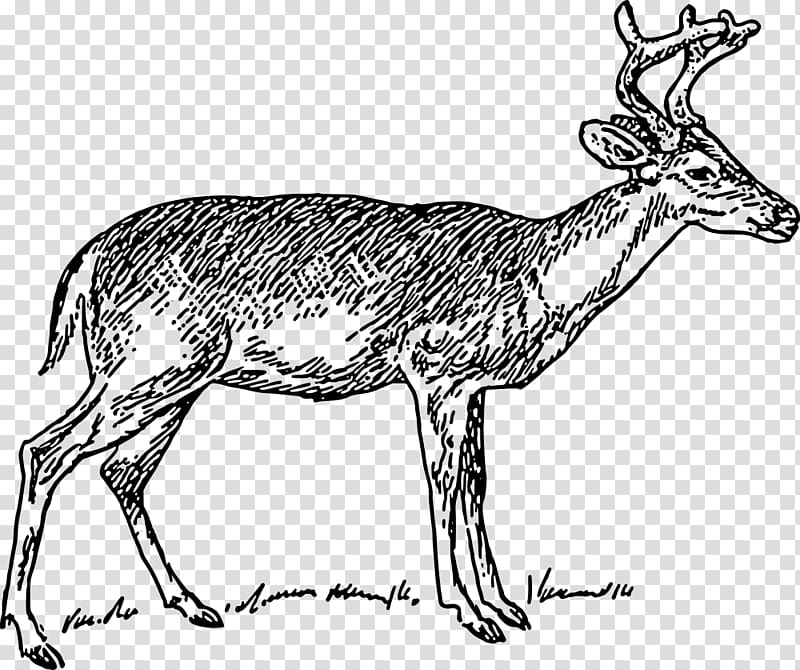 White-tailed deer Moose Elk , deer transparent background PNG clipart