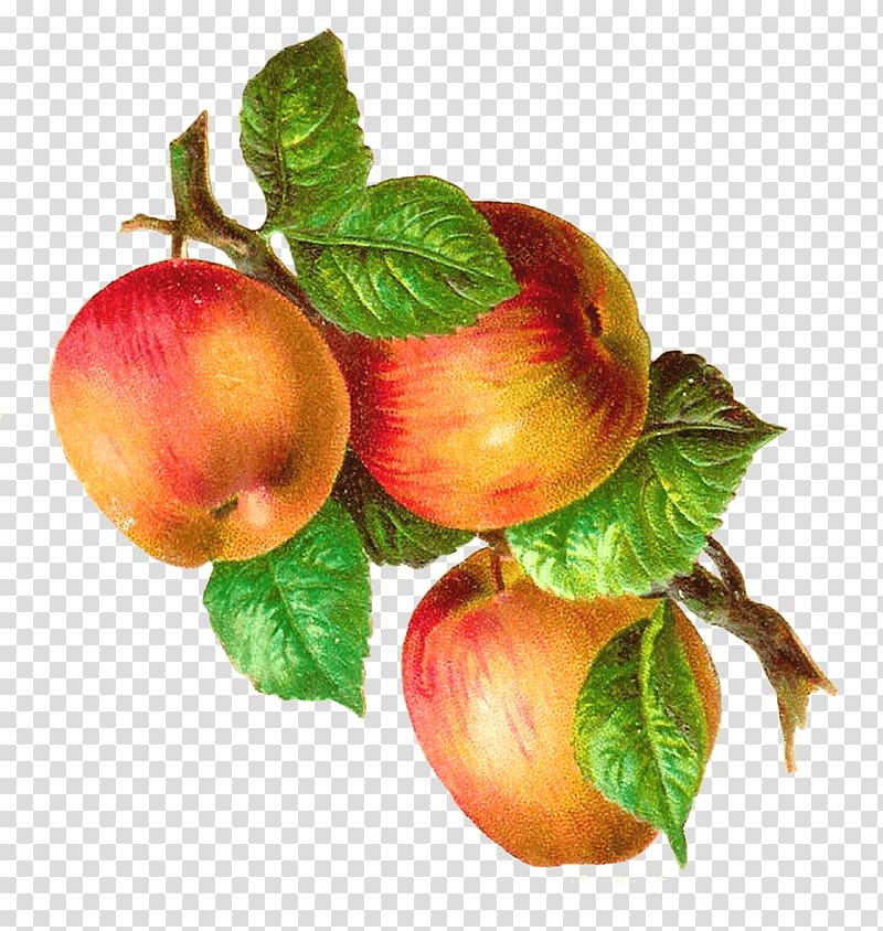 three red apple fruits illustration, Apples On A Branch Vintage transparent background PNG clipart