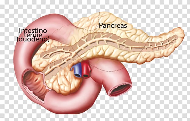 Function Endocrine system Gland Pancreas Hormone, Pineal Gland transparent background PNG clipart