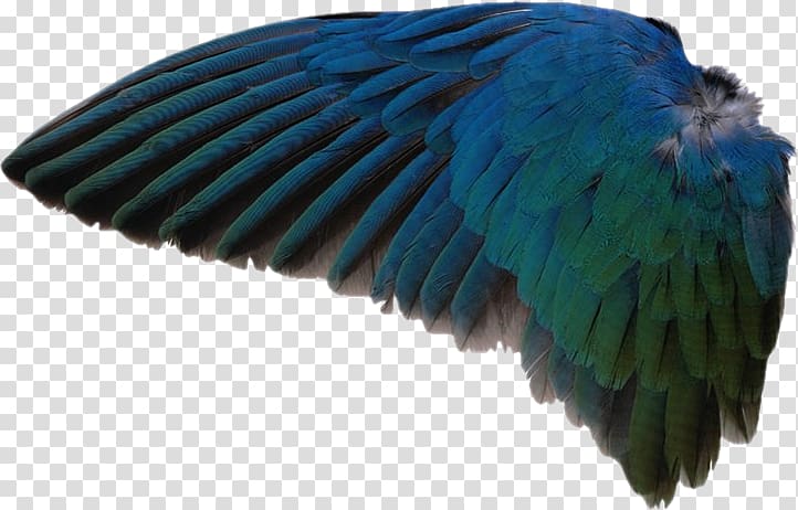 go facts animals birds Wing Macaw Feather, As ASAS. grátis transparent background PNG clipart