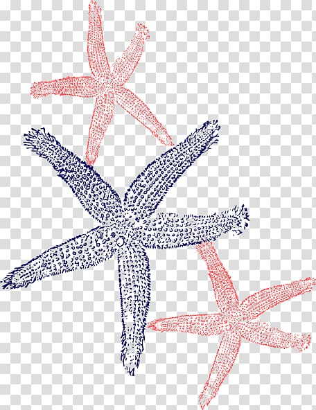 Starfish Portable Network Graphics Computer Icons, hawaii posters transparent background PNG clipart