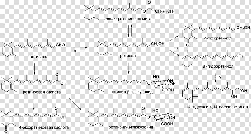 Vitamin A Retinoid Metabolism Document, 4 july transparent background PNG clipart