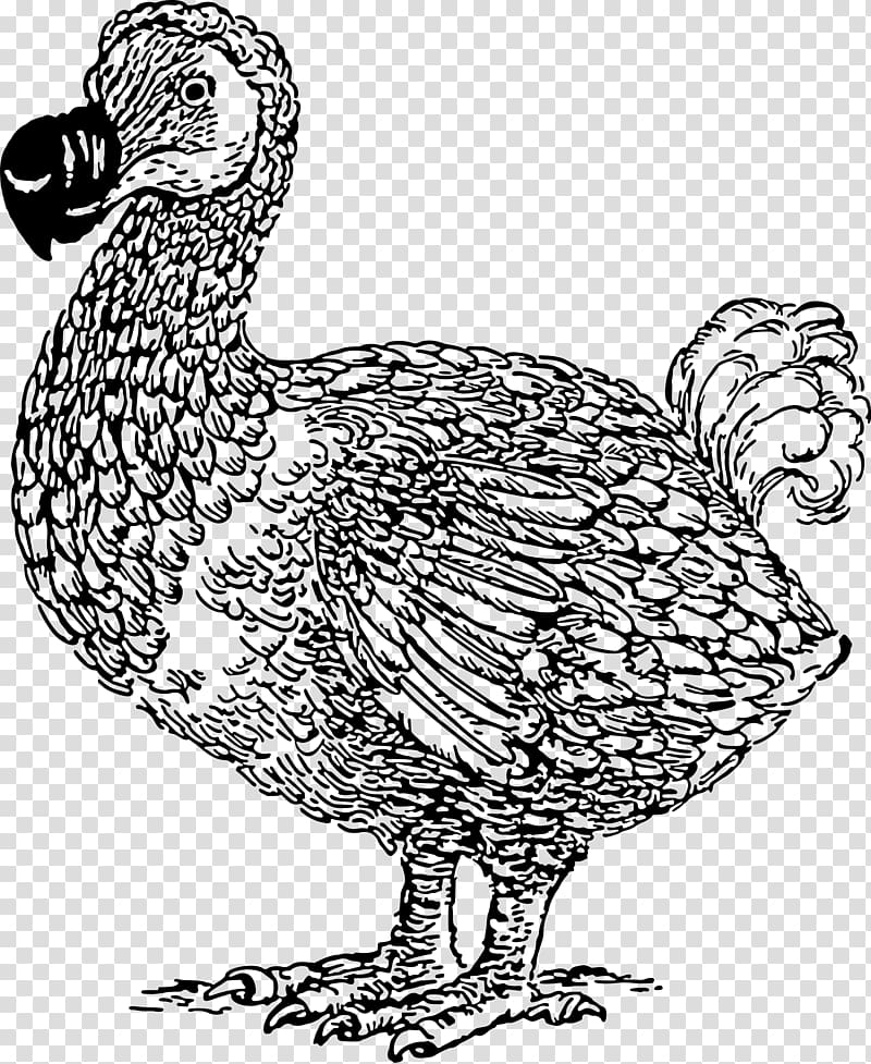 Dodo , others transparent background PNG clipart