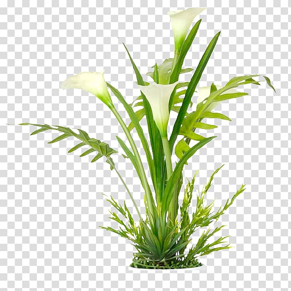 Window Arum-lily Curtain Poster, Calla Lily Flower transparent background PNG clipart