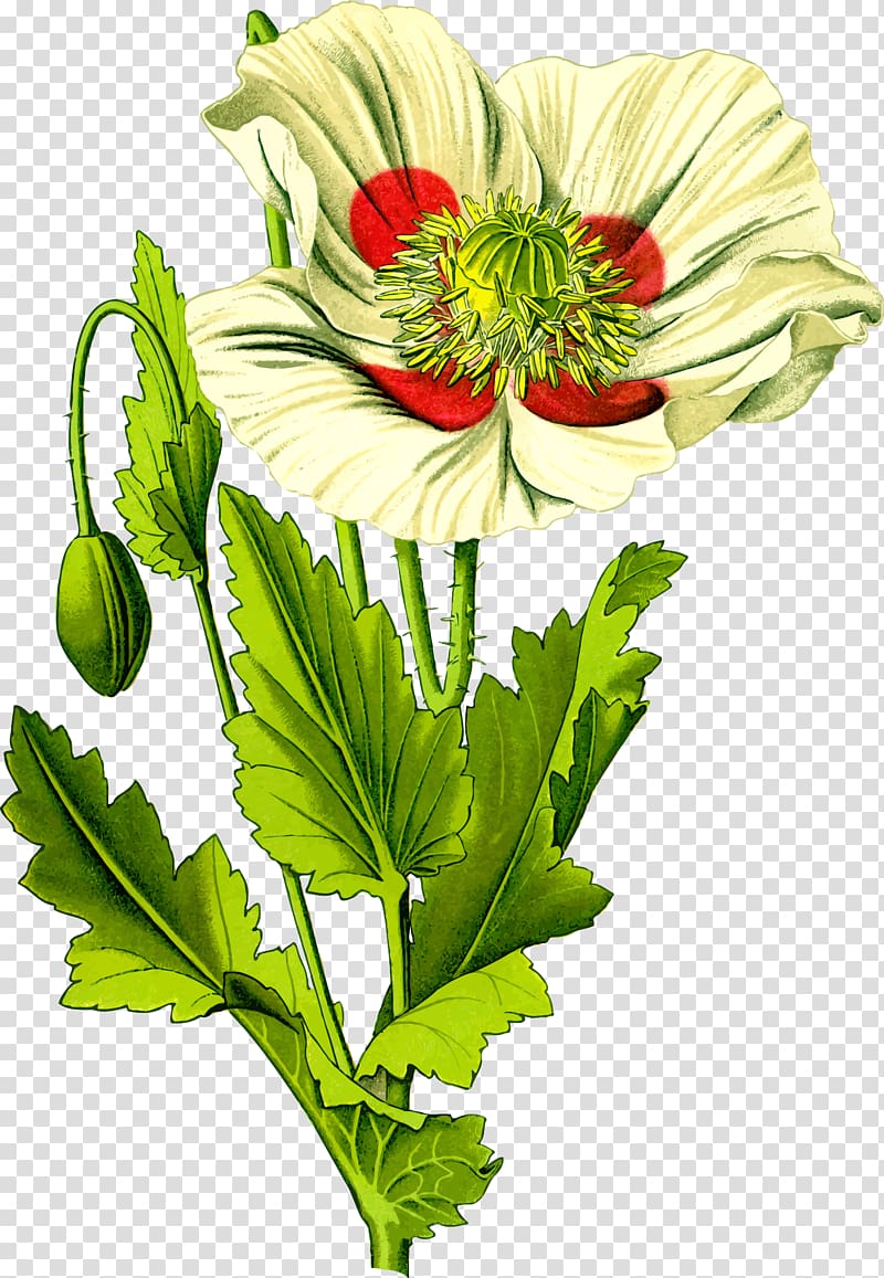 Opium poppy Common poppy Papaver orientale Plant, Sitar transparent background PNG clipart