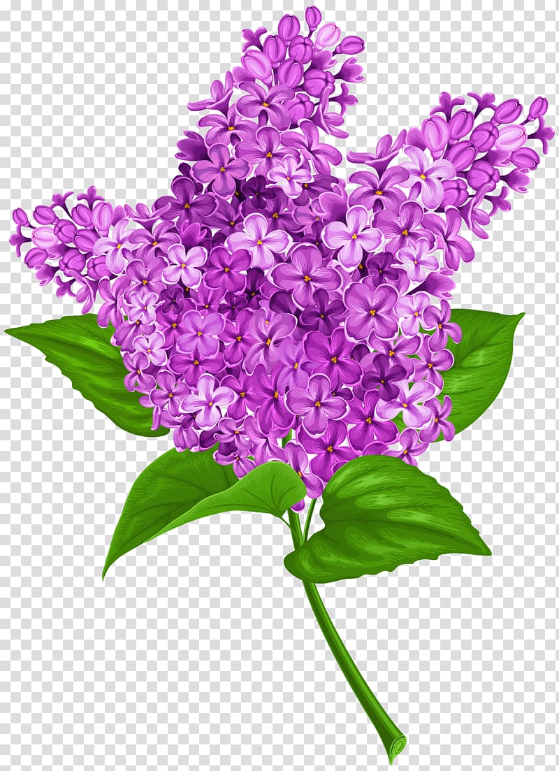 purple flowers illustration, Lilac , Lilac transparent background PNG clipart
