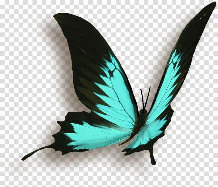 Butterfly Vignette Drawing, Papillon transparent background PNG clipart