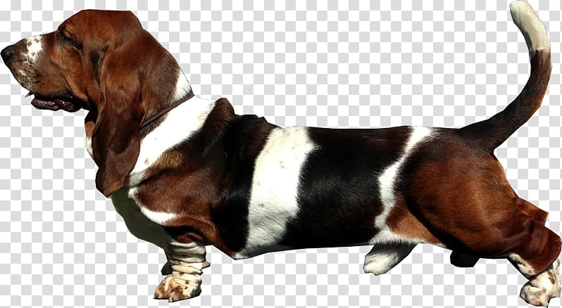 Basset Hound Basset Artésien Normand Finnish Hound Hamilton Hound Harrier, others transparent background PNG clipart