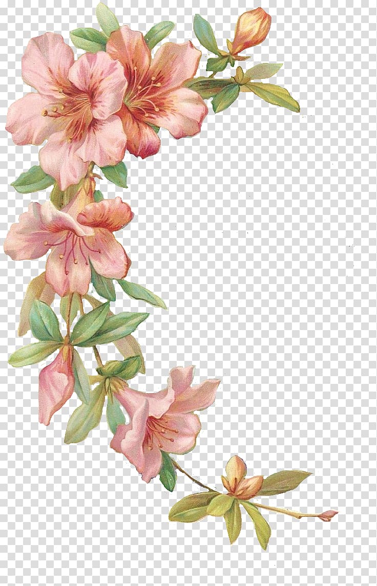 pink petaled flower , Hibiscus , monstera transparent background PNG clipart