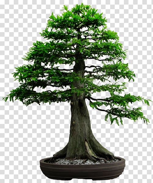 metasequoia glyptostroboides bonsai care