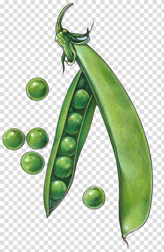 Snow pea Drawing Snap pea , Green peas transparent background PNG clipart