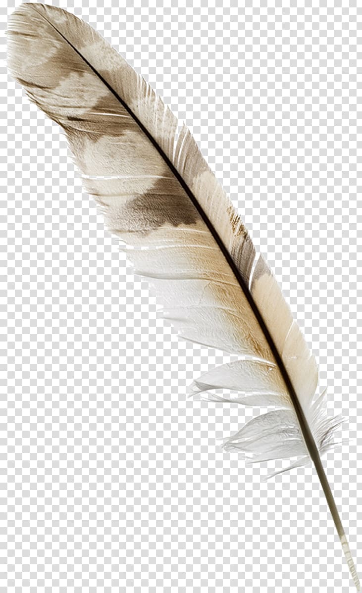 beige and gray feather , Feather Quill Nib Pen Bird, scroll transparent background PNG clipart
