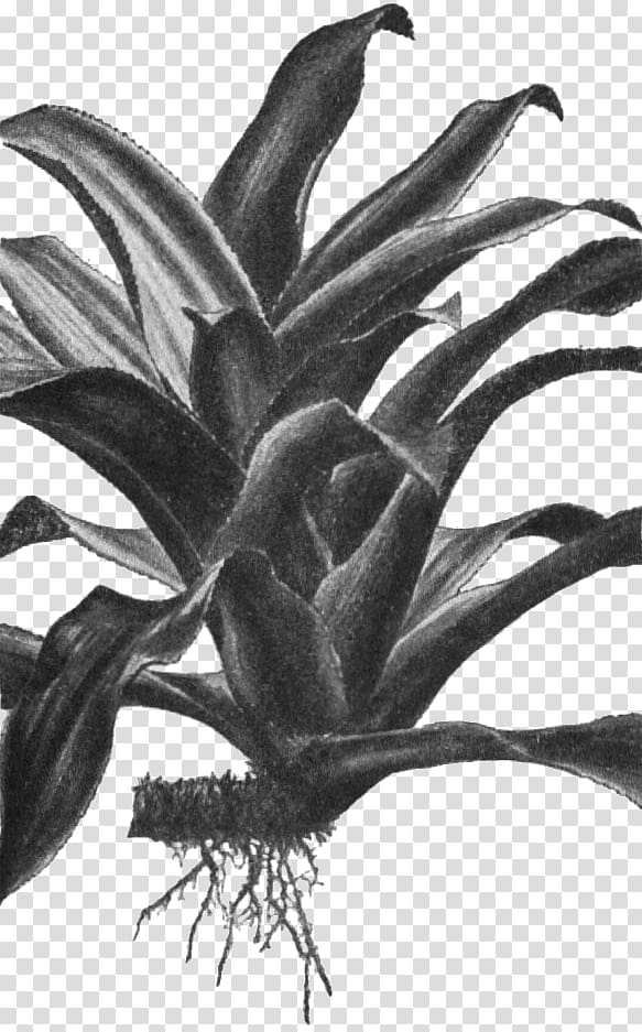 Nidularium angustifolium Nidularium innocentii Biology Taxonomy Flowering plant, innocence transparent background PNG clipart