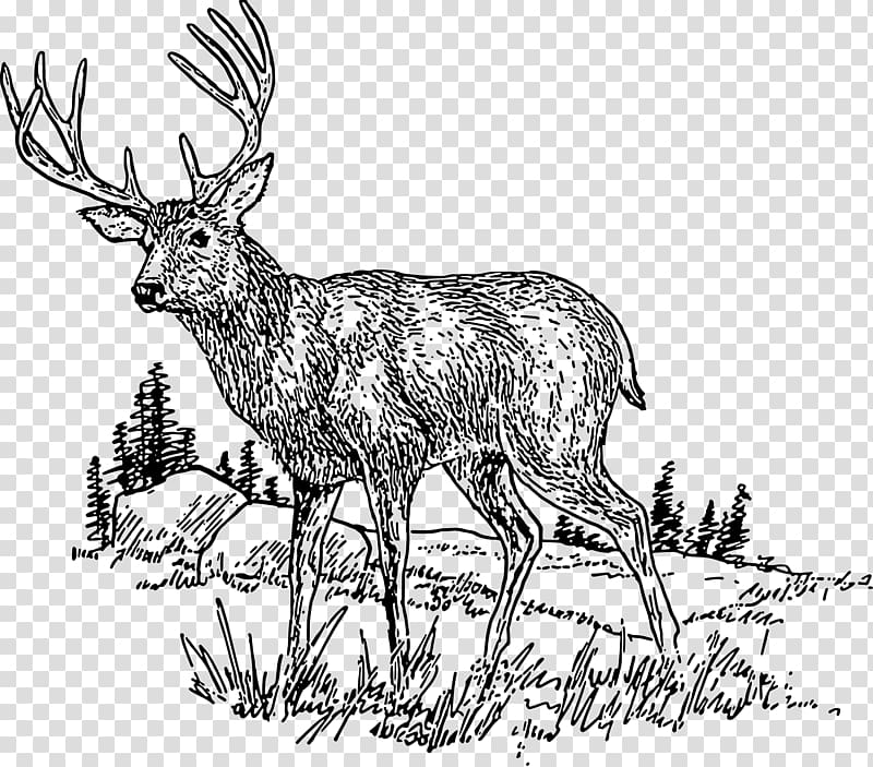 whitetail deer clipart black and white